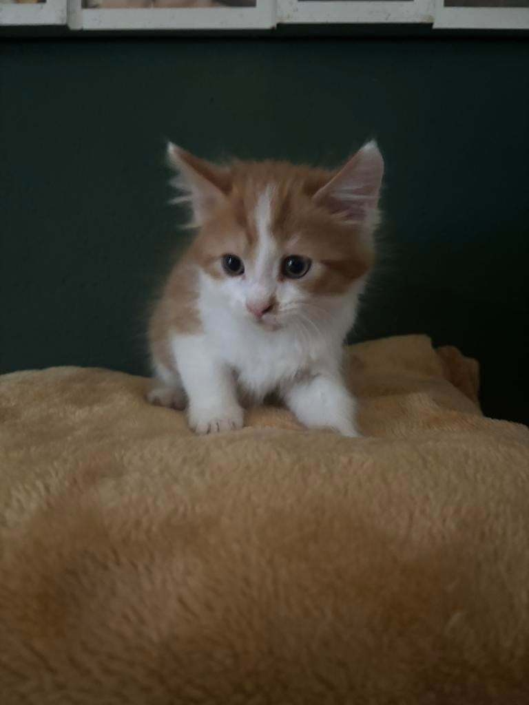 Kittens, Poes, Ontwormd, 0 tot 2 jaar