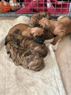 Laatste duitse dog teefje, Dieren en Toebehoren, 8 tot 15 weken, Teef, Eén hond, Nederland