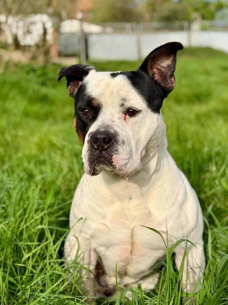 Gezocht gratis honden spullen, Dieren en Toebehoren, Ophalen