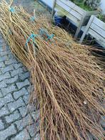 Verse Wilgentenen /wilgen takken, Bloeit niet, Overige soorten, Minder dan 100 cm, Ophalen