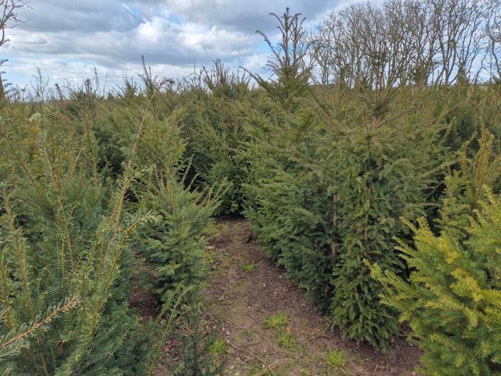 Taxus Baccata 150-175 cm, Tuin en Terras, Planten | Tuinplanten, Overige soorten, Volle zon, Bloeit niet, Ophalen