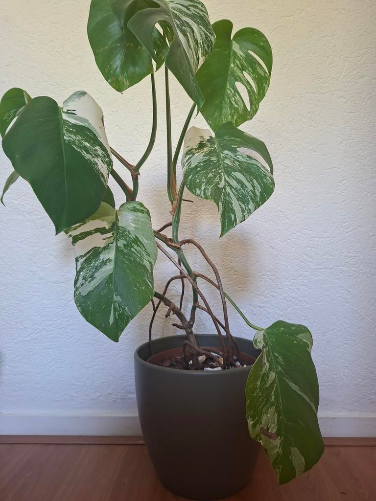 Monstera variegata met groene bloempot, Ophalen of Verzenden, Halfschaduw, Minder dan 100 cm