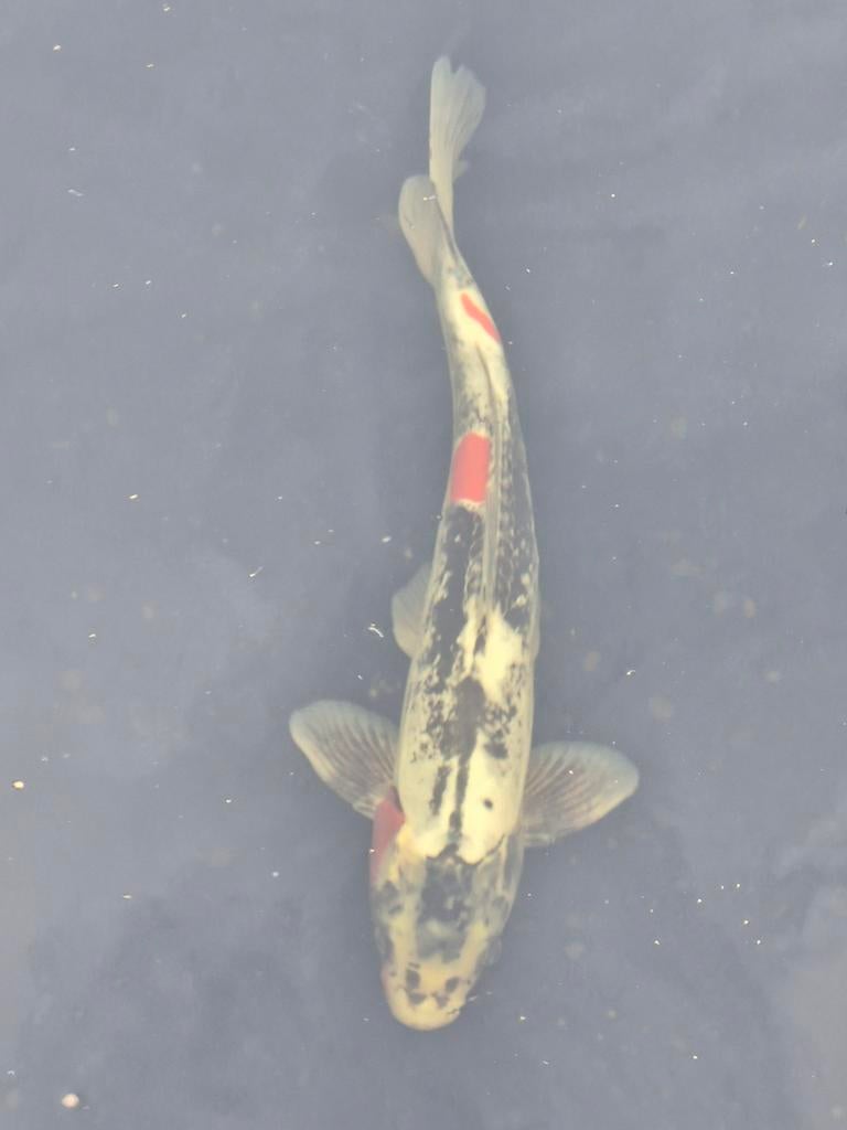 Doitsu goshiki, Dieren en Toebehoren, Vissen | Vijvervissen, Karper of Koi