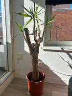 Grote Yucca Plant - 1.40m hoog, Ophalen, 100 tot 150 cm, Halfschaduw, In pot