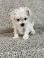 Maltezer/Maltipo pups, Maltezer, 8 tot 15 weken, Parvo, Meerdere