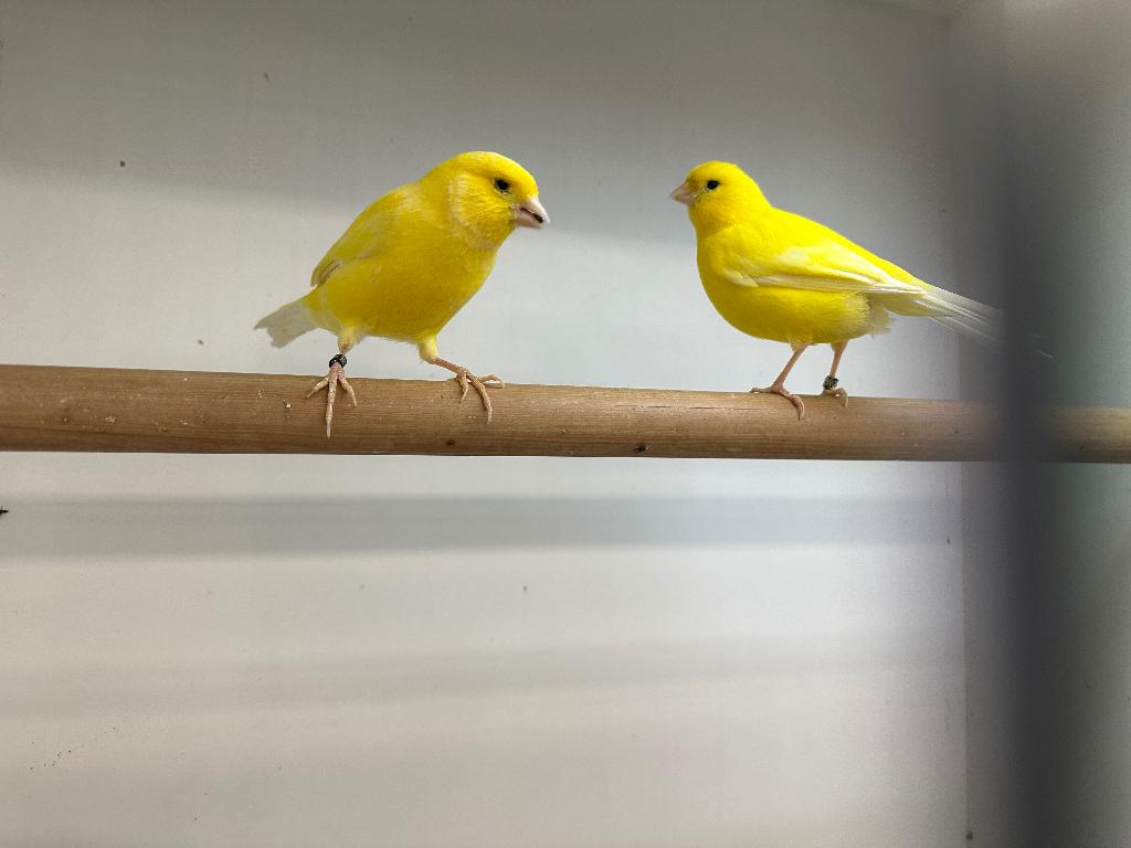 Kanarie koppels, Vrouwelijk, Kleurkanarie