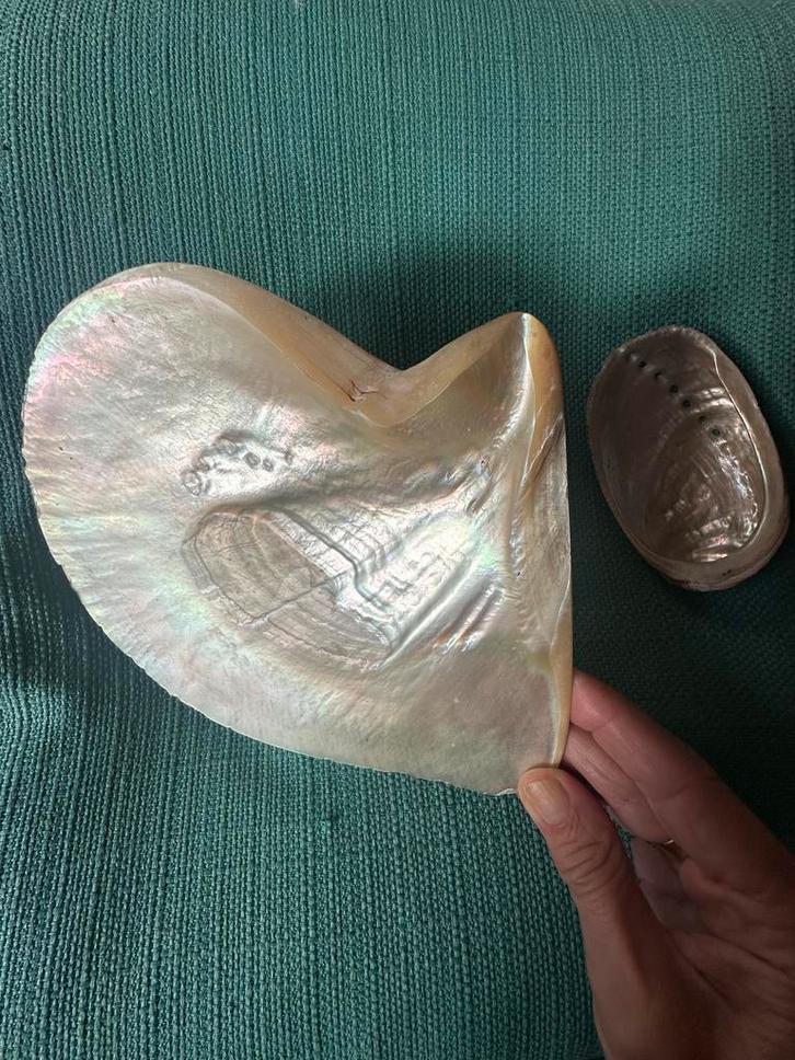 Grote Parelmoer Schelp & Klein Schelpje - Erfstuk, Verzamelen, Overige Verzamelen, Gebruikt, Ophalen of Verzenden