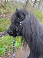 Lieve shetland merrie, Dieren en Toebehoren, Merrie, A pony (tot 1.17m), Recreatiepony, 3 tot 6 jaar