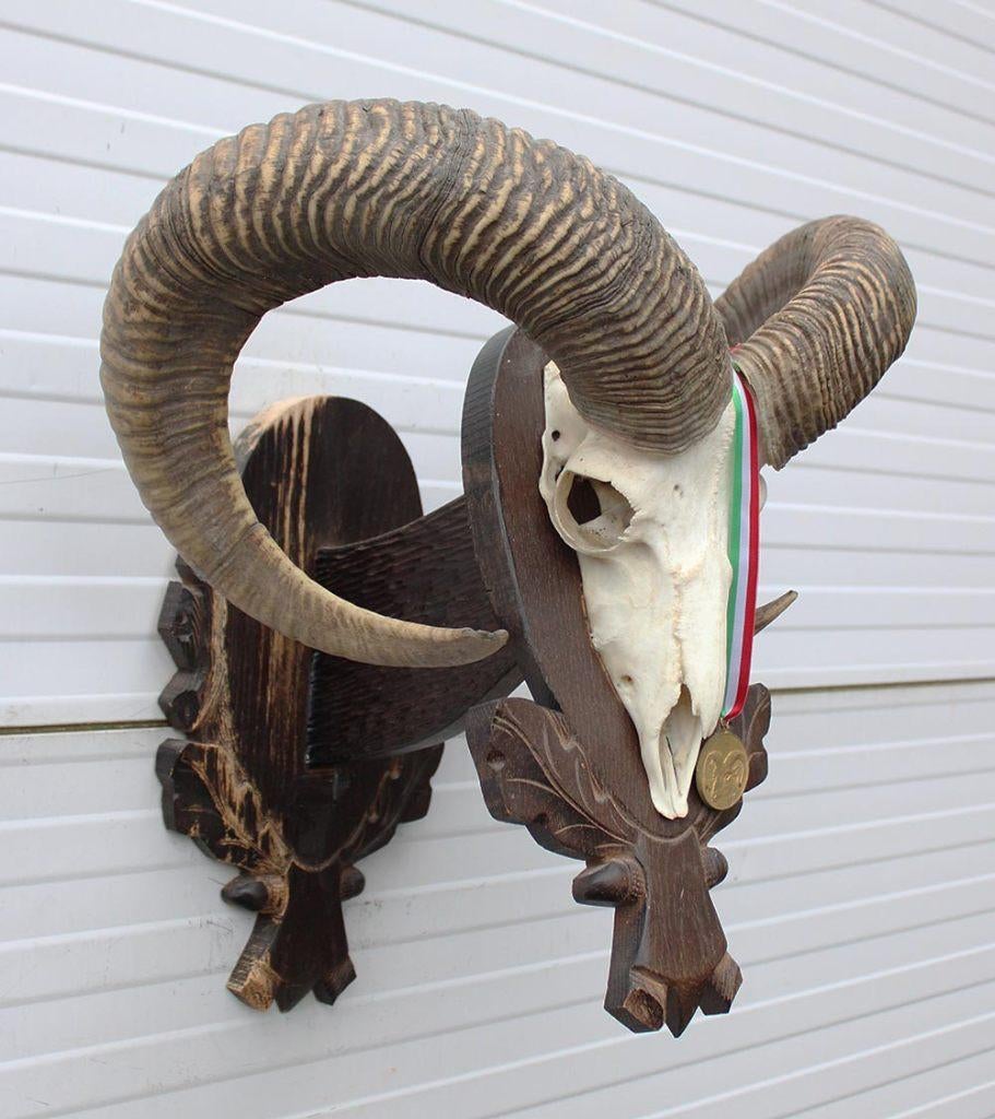 Schedel Hongaarse MOEFLON RAM op dubbel houten schild