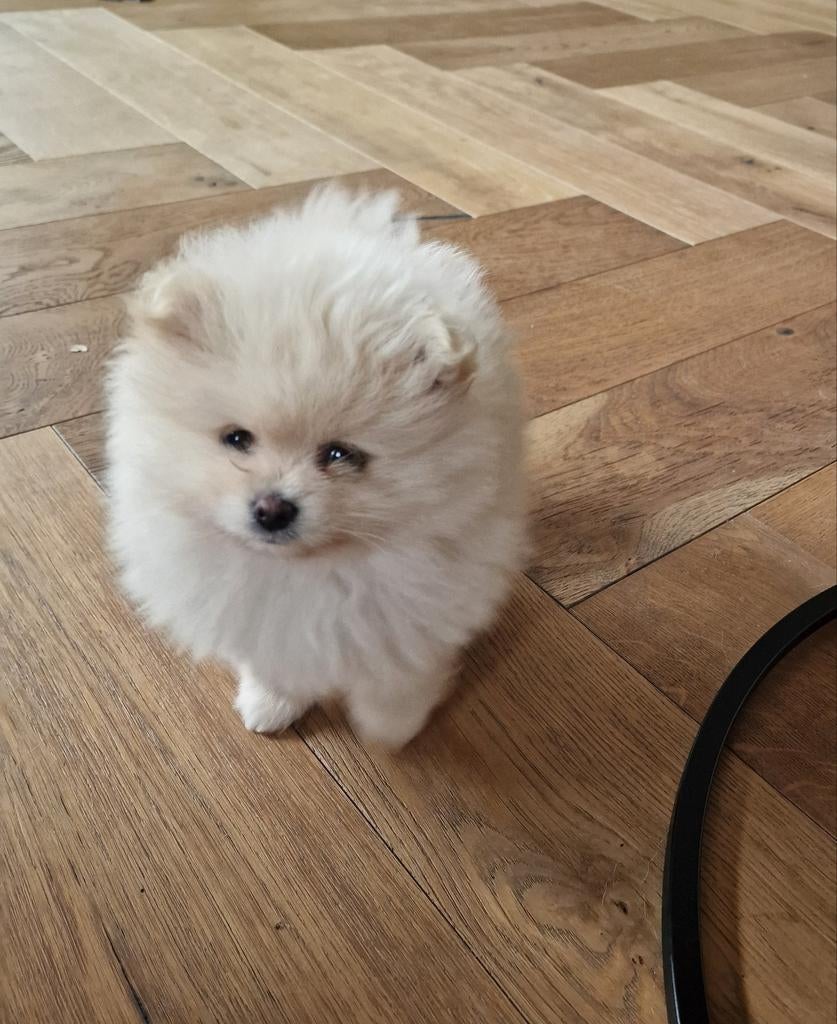 Pomeriaan pups raszuiver, Poes, Gechipt