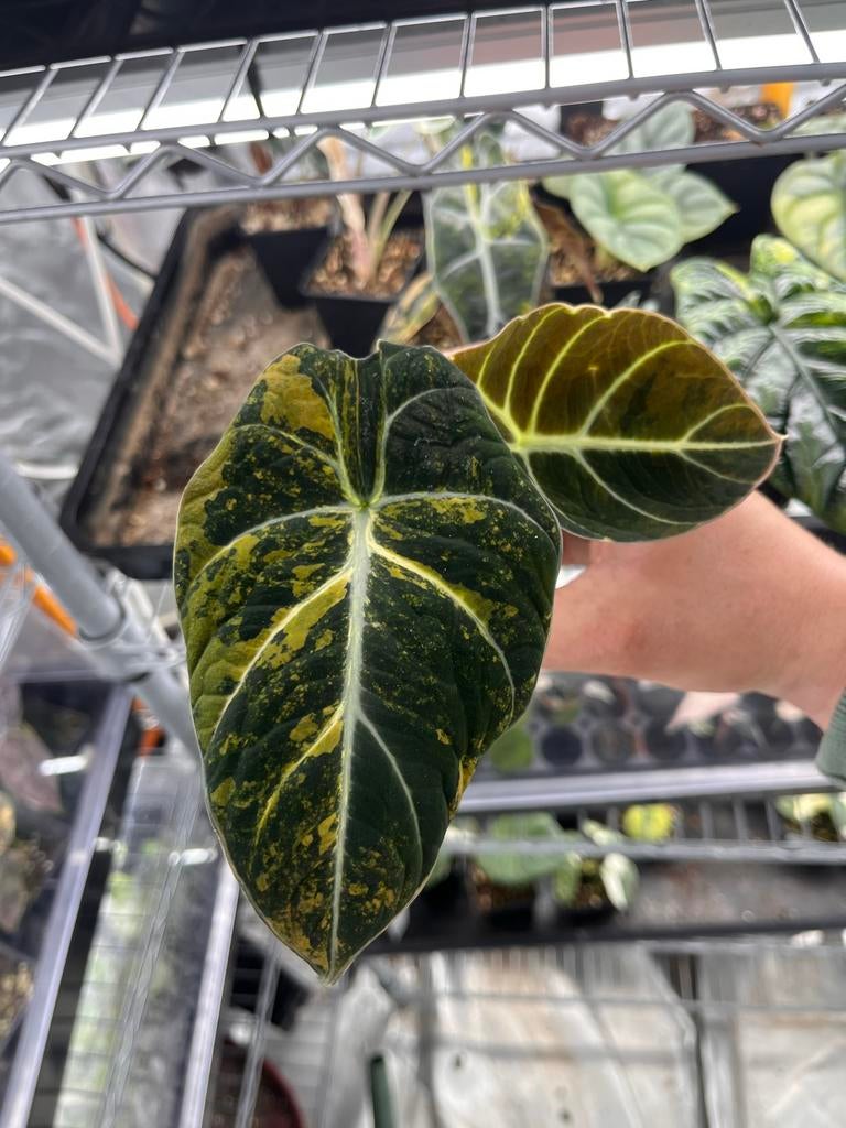 Alocasia Black Velvet Aurea Gold Variegata, Huis en Inrichting, Kamerplanten, Overige soorten, In pot, Minder dan 100 cm, Bloeiende kamerplant