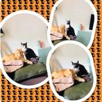 Kat en poes, Dieren en Toebehoren, Kater, 6 jaar of ouder