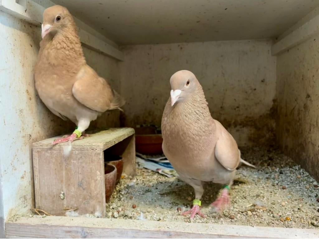 Koppel kleurpostduiven nbs geringd 2025, Dieren en Toebehoren, Vogels | Overige Vogels, Meerdere dieren, Geringd