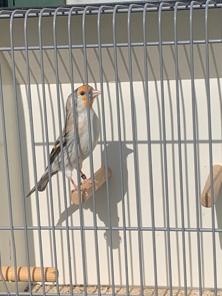 Bastaard putter, Vrouwelijk, Wildzangvogel, Geringd