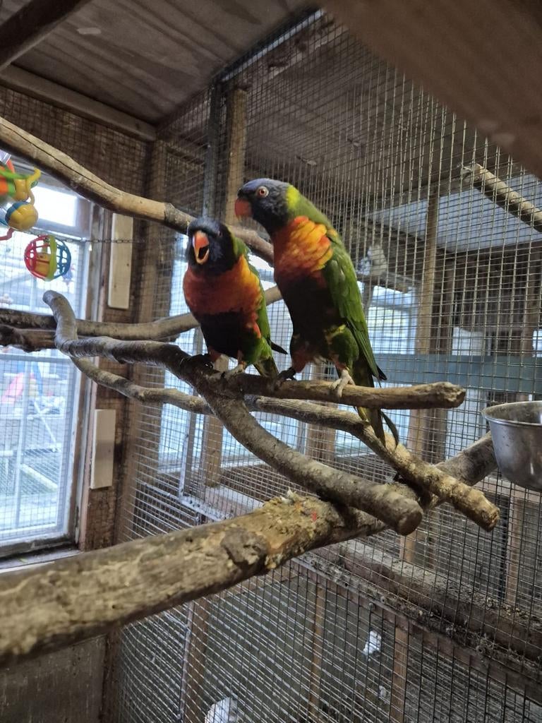 Koppel lori van de blauwe bergen, Dieren en Toebehoren, Vogels | Parkieten en Papegaaien, Meerdere dieren, Papegaai, Geringd