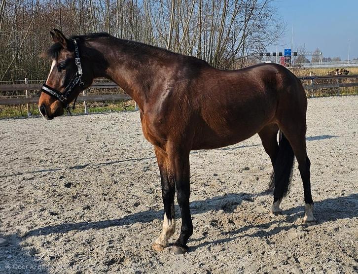 KWPN merrie | 7 jaar | 1.70 m | onbeleerd, Dieren en Toebehoren, Paarden, Merrie, Onbeleerd, 165 tot 170 cm, 7 tot 10 jaar, Dressuurpaard