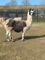 Drachtige lama merrie, Juni, Vrouwelijk