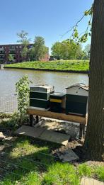 Gezocht bijenvolkje omgeving Twente, Dieren en Toebehoren, Bijen