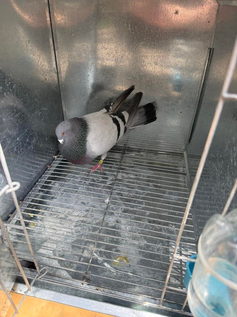 Jiennense doffer, Dieren en Toebehoren, Mannelijk, Kropper