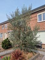 Olijfboom groot, Bloeit niet, 100 tot 250 cm, Olijfboom, Ophalen
