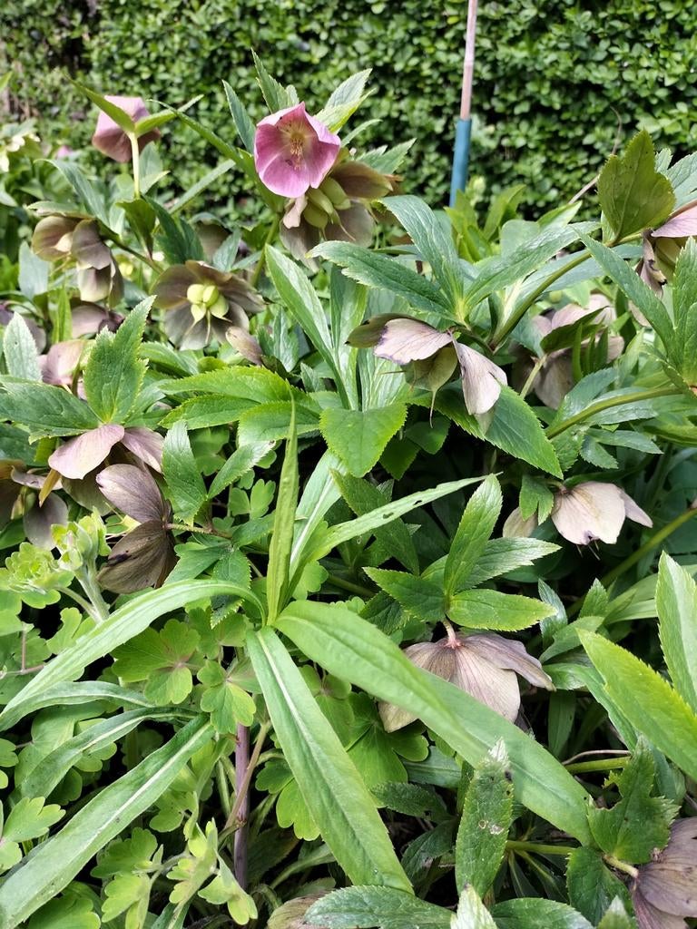 Helleborus (kerstroos), diverse vaste planten, €2,50 per stk, Vaste plant, Halfschaduw, Winter, Ophalen