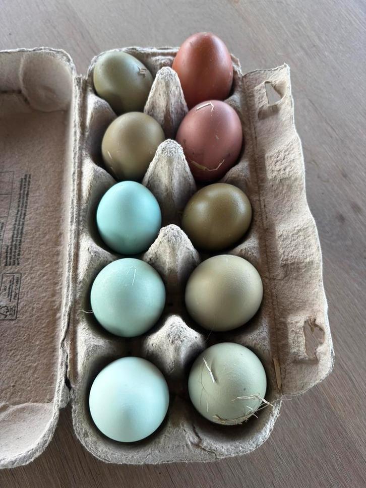 Broedeieren, Dieren en Toebehoren, Pluimvee | Toebehoren, Zo goed als nieuw, Overige typen, Ophalen