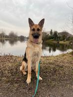 Duits-Zwitserse Herder reu 9 mnd -herplaatsing-, Dieren en Toebehoren, 15 weken tot 1 jaar, Reu, Parvo, Eén hond