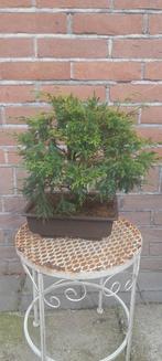 Bonsai Juniperus, Volle zon, Bloeit niet, Minder dan 100 cm, Overige soorten
