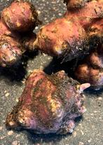 Verse Biologische Aardperen, Ophalen of Verzenden, Volle zon