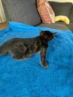 Bengaalse kittens met paspoort, Meerdere dieren, Ontwormd