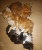 Russische Maine Coon kittens met stamboom, Meerdere dieren, Met stamboom, 0 tot 2 jaar
