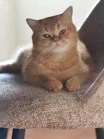 Tarcin Vermist !! Omgeving Nieuwerkerk aan den ijsel !!!!