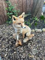 Opgezette vos in goede staat, Ophalen of Verzenden, Gebruikt, Wild dier, Opgezet dier