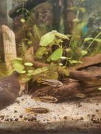 Apistogramma cacatuoides, Vis