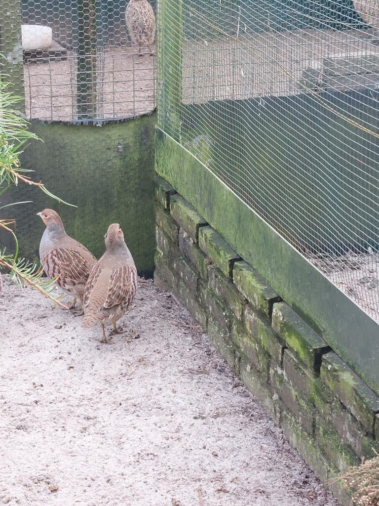 Broedeieren van Europese Patrijs, Geslacht onbekend