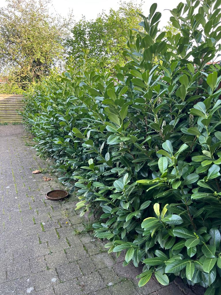 10x Laurier bomen in top staat, Tuin en Terras, Planten | Bomen, Ophalen, Halfschaduw, Overige soorten, Lente