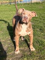 American bully teefje, Parvo, 15 weken tot 1 jaar, Overige rassen, Teef