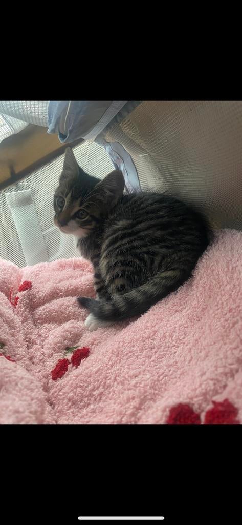 Kittens met SPOED weg me kind heeft alergie, 0 tot 2 jaar