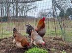 Broedeieren araucana kippen, Dieren en Toebehoren, Pluimvee, Geslacht onbekend, Kip