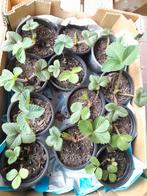 Aardbeienplant. Doorbloeier, Ophalen, Overige soorten, Volle zon