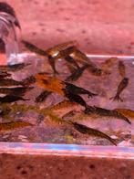 Green jade oranje ogen, Dieren en Toebehoren, Vissen | Aquariumvissen, Vis