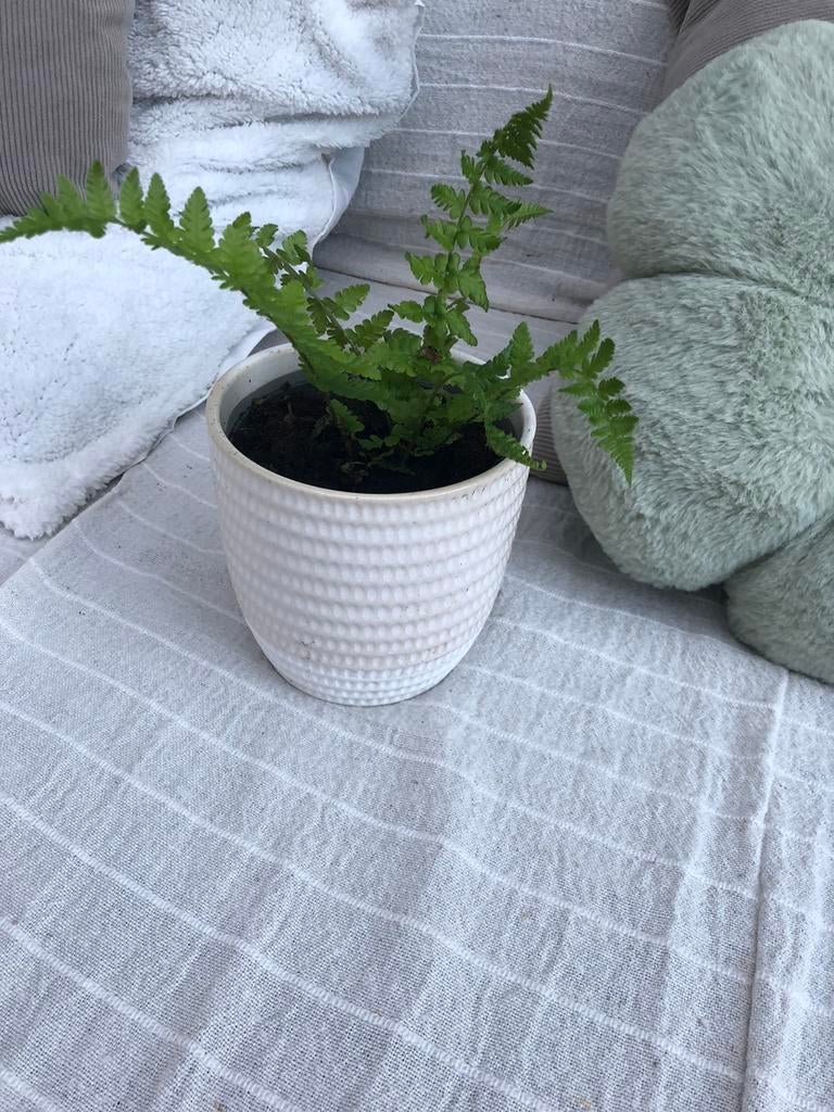 Plant in pot, Tuin en Terras, Ophalen of Verzenden, Overige soorten, Volle zon