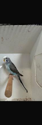 Blackwing koppel, Meerdere dieren, Parkiet, Geringd