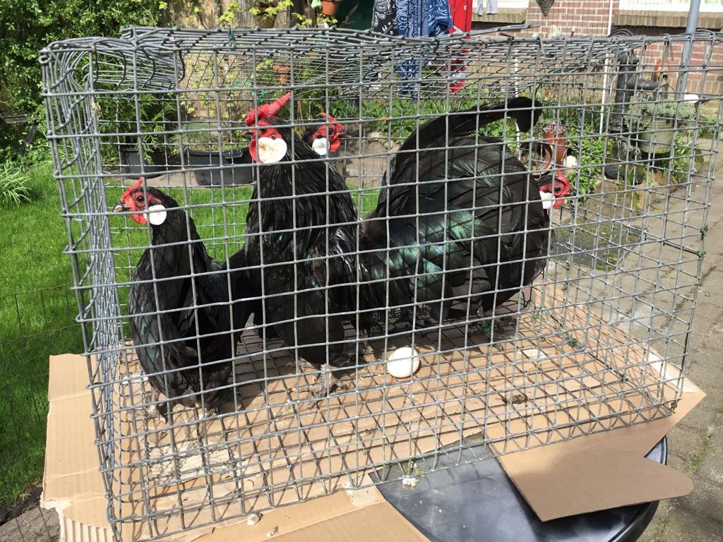 Kippen te koop, Dieren en Toebehoren, Pluimvee, Meerdere dieren, Kip