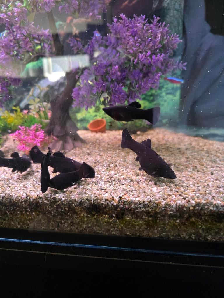 Black Molly, Dieren en Toebehoren, Vissen | Aquariumvissen, Vis