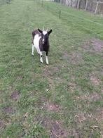1 jarige grote zwart bonte geit, Dieren en Toebehoren, Vrouwelijk, Geit