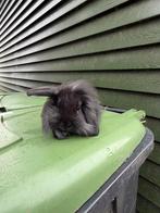 Hangoor konijntjes, Meerdere dieren, Klein, Hangoor, 0 tot 2 jaar