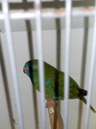 Gevraagd Splendid Pop Wildkleur, Dieren en Toebehoren, Vrouwelijk, Parkiet, Geringd