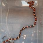 Lampropeltis mexicana/campbelli hybride vrouw, Dieren en Toebehoren, Reptielen en Amfibieën, Slang, 3 tot 6 jaar