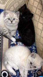 Kittens, Dieren en Toebehoren, Konijnen, Meerdere dieren, Dwerg